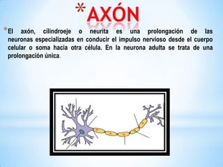 * El

*AXÓN

axón, cilindroeje o neurita es una prolongación de las
neuronas especializadas en conducir el impulso nervioso desde el cuerpo
celular o soma hacia otra célula. En la neurona adulta se trata de una
prolongación única.

 