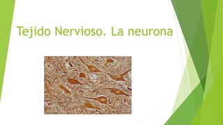 Tejido Nervioso. La neurona

 