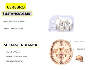 CEREBRO
 