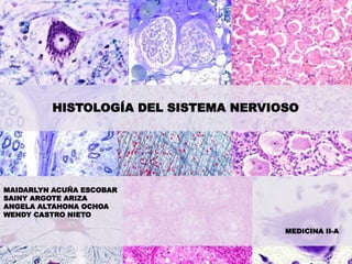 HISTOLOGÍA DEL SISTEMA NERVIOSO
MAIDARLYN ACUÑA ESCOBAR
SAINY ARGOTE ARIZA
ANGELA ALTAHONA OCHOA
WENDY CASTRO NIETO
MEDICINA II-A
 