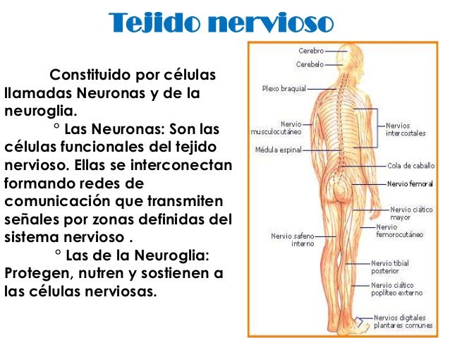 Tejido Nervioso