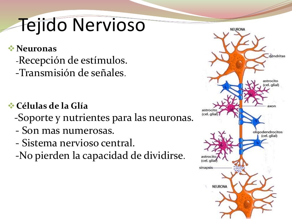 Tejido Nervioso Tejido Nervioso