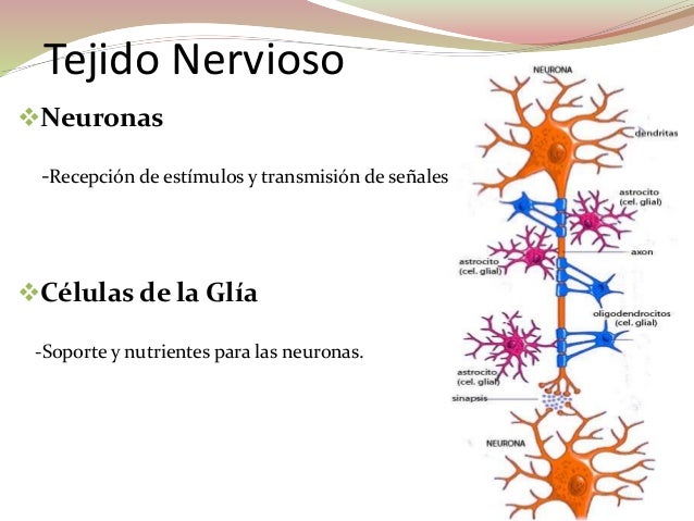 Resultado de imagen para tejido nervioso