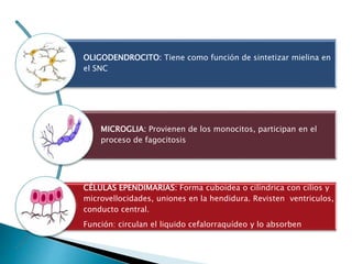 OLIGODENDROCITO: Tiene como función de sintetizar mielina en
el SNC
MICROGLIA: Provienen de los monocitos, participan en el
proceso de fagocitosis
CÉLULAS EPENDIMARIAS: Forma cuboidea o cilíndrica con cilios y
microvellocidades, uniones en la hendidura. Revisten ventriculos,
conducto central.
Función: circulan el liquido cefalorraquídeo y lo absorben
 