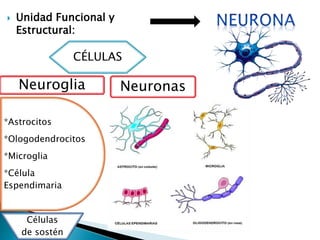  Unidad Funcional y
Estructural:
CÉLULAS
Neuroglia
*Astrocitos
*Ologodendrocitos
*Microglia
*Célula
Espendimaria
Células
de sostén
Neuronas
 