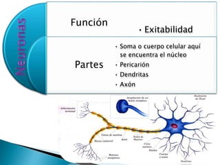 Función
Partes
• Exitabilidad
• Soma o cuerpo celular aquí
se encuentra el núcleo
• Pericarión
• Dendritas
• Axón
 