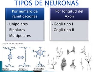 Por número de
ramificaciones
•Unipolares
•Bipolares
•Multipolares
Por longitud del
Axón
•Gogli tipo I
•Gogli tipo II
 