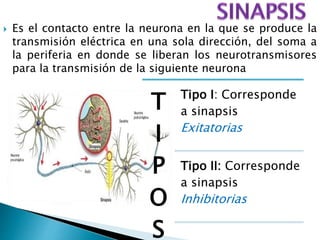  Es el contacto entre la neurona en la que se produce la
transmisión eléctrica en una sola dirección, del soma a
la periferia en donde se liberan los neurotransmisores
para la transmisión de la siguiente neurona
T
I
P
O
S
Tipo I: Corresponde
a sinapsis
Exitatorias
Tipo II: Corresponde
a sinapsis
Inhibitorias
 