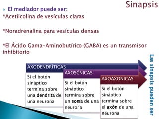 AXODENDRÍTICAS
Si el botón
sináptico
termina sobre
una dendrita de
una neurona
AXOSÓNICAS
Si el botón
sináptico
termina sobre
un soma de una
neurona
AXOAXONICAS
Si el botón
sináptico
termina sobre
el axón de una
neurona
 