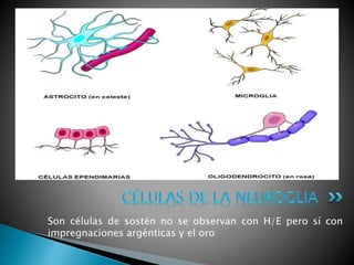 Son células de sostén no se observan con H/E pero sí con
impregnaciones argénticas y el oro
 