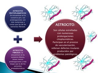 ASTROCITOS
PROTOPLASMÁTICOS:
Se encuentran en la
sustancia gris, sus
prolongaciones son
más numerosas y
cortas que las de los
astrocitos fibrosos
ASTROCITOS
FIBROSOS: Se
encuentran en la
sustancia blanca,
tienen menos
prolongaciones y más
largas que la de los
astrocitos
propoplasmátcos
ASTROCITO:
Son células estrelladas
con numerosas
prolongaciones
citoplasmáticas.
Participan en el proceso
de vascularización,
rellenan defectos tisulares
producidos por
problemas patológicos
 