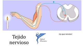 Tejido
nervioso
Uy que nervios!
 