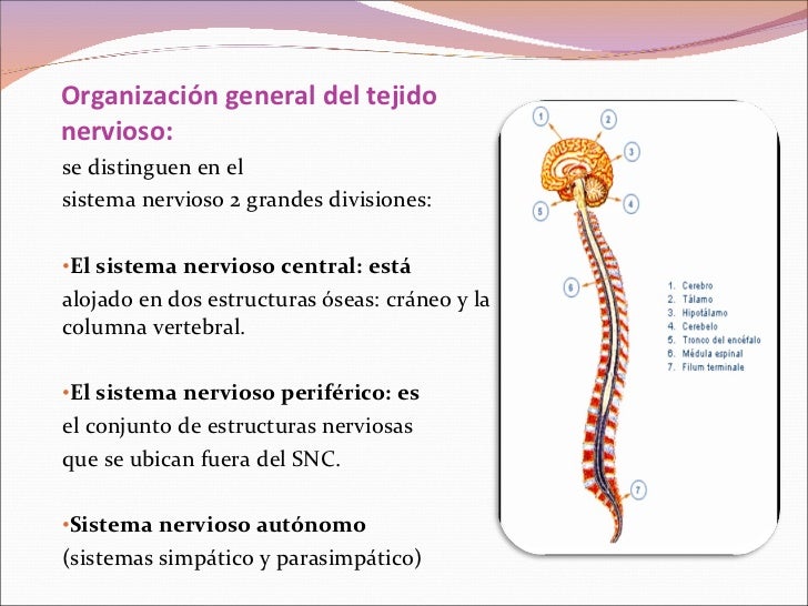 Tejido nervioso[1]