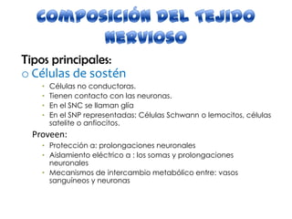 Tipos principales:
o Células de sostén
• Células no conductoras.
• Tienen contacto con las neuronas.
• En el SNC se llaman glía
• En el SNP representadas: Células Schwann o lemocitos, células
satelite o anfiocitos.
Proveen:
• Protección a: prolongaciones neuronales
• Aislamiento eléctrico a : los somas y prolongaciones
neuronales
• Mecanismos de intercambio metabólico entre: vasos
sanguíneos y neuronas
 
