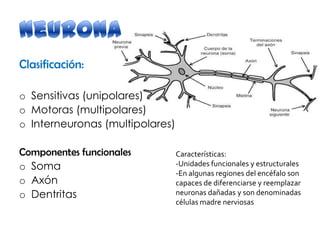 Clasificación:
o Sensitivas (unipolares)
o Motoras (multipolares)
o Interneuronas (multipolares)
Componentes funcionales
o Soma
o Axón
o Dentritas
Características:
-Unidades funcionales y estructurales
-En algunas regiones del encéfalo son
capaces de diferenciarse y reemplazar
neuronas dañadas y son denominadas
células madre nerviosas
 