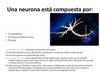 Una neurona está compuesta por:
 Las dendritas
 El cuerpo celular o soma
 El axón
•Las dendritas y el axón constituyen los procesos neuronales.
•Las dendritas pueden ser muy abundantes y ramificadas. Son las que reciben la información.
•En el axón se generan los potenciales de acción.
•Un potencial de acción es una señal de electricidad negativa que viaja por el axón a una velocidad
variable, según el tipo de axón, hasta alcanzar la región terminal donde induce liberación de una señal
o mensaje químico, el neurotransmisor.
•La interacción axón-dendrita o axón-axón o axón-soma se establece por medio de una unión estructural
y funcional llamada sinapsis. Un impulso nervioso proveniente de un axón inicia en la sinapsis el
impulso que se conducirá a través de la dendrita, o axón de una segunda neurona.
 