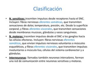 Clasificación
• N. sensitivas: trasmiten impulsos desde receptores hasta el SNC.
Incluyen: fibras nerviosas aferentes somáticas, que transmiten
sensaciones de dolor, temperatura, presión, etc. Desde la superficie
corporal, y fibras aferentes viscerales, que transmiten sensaciones
desde membranas mucosas, glándulas y vasos sanguíneos.
• N. motoras: trasmiten impulsos desde el SNC o los ganglios hacia
las células efectoras. Incluyen: fibras nerviosas eferentes
somáticas, que envían impulsos nerviosos voluntarios a músculos
esqueléticos, y fibras eferentes viscerales, que transmiten impulsos
involuntarios a músculo liso, células del sistema cardionector y a
glándulas.
• Interneuronas: llamadas también neuronas intercalares, forman
una red de comunicación entre neuronas sensitivas y motoras.
 