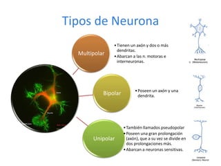 Tipos de Neurona
Multipolar
•Tienen un axón y dos o más
dendritas.
•Abarcan a las n. motoras e
interneuronas.
Bipolar •Poseen un axón y una
dendrita.
Unipolar
•También llamados pseudopolar
•Poseen una gran prolongación
(axón), que a su vez se divide en
dos prolongaciones más.
•Abarcan a neuronas sensitivas.
 