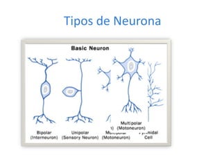 Tipos de Neurona
 