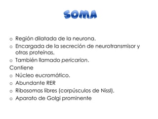o Región dilatada de la neurona.
o Encargada de la secreción de neurotransmisor y
otras proteínas.
o También llamado pericarion.
Contiene
o Núcleo eucromático.
o Abundante RER
o Ribosomas libres (corpúsculos de Nissl).
o Aparato de Golgi prominente
 