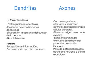 Dendritas Axones
o Características
-Prolongaciones receptoras
-Presencia de arborizaciones
dendríticas
-Situadas en la cercanía del cuerpo
de la neurona
-No mielinizadas
Función:
Recepción de información .
Comunicación con otras neuronas.
-Son prolongaciones
efectoras y transmiten
estímulos a otras neuronas o
células efectoras.
-Tienen su origen en el cono
axónico.
-Segmento inicial del
axón, sito generador del
potencial de acción.
Función:
Paso de potencial nervioso
hacia otra neurona o célula
receptora.
 