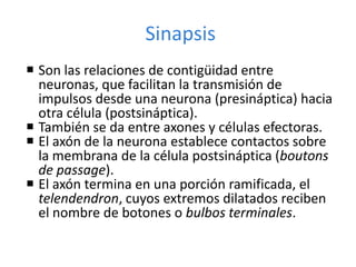 Sinapsis
 Son las relaciones de contigüidad entre
neuronas, que facilitan la transmisión de
impulsos desde una neurona (presináptica) hacia
otra célula (postsináptica).
 También se da entre axones y células efectoras.
 El axón de la neurona establece contactos sobre
la membrana de la célula postsináptica (boutons
de passage).
 El axón termina en una porción ramificada, el
telendendron, cuyos extremos dilatados reciben
el nombre de botones o bulbos terminales.
 