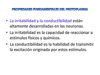 • La irritabilidad y la conductibilidad están
altamente desarrolladas en las neuronas.
• La irritabilidad es la capacidad de reaccionar a
estímulos físicos y químicos.
• La conductibilidad es la habilidad de transmitir
la excitación originada por estos estímulos.
 