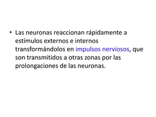 • Las neuronas reaccionan rápidamente a
estímulos externos e internos
transformándolos en impulsos nerviosos, que
son transmitidos a otras zonas por las
prolongaciones de las neuronas.
 