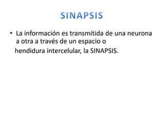 • La información es transmitida de una neurona
a otra a través de un espacio o
hendidura intercelular, la SINAPSIS.
 