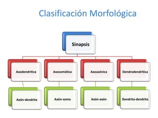Clasificación Morfológica
Sinapsis
Axodendrítica
Axón-dendrita
Axosomática
Axón-soma
Axoaxónica
Axón-axón
Dendrodendrítica
Dendrita-dendrita
 