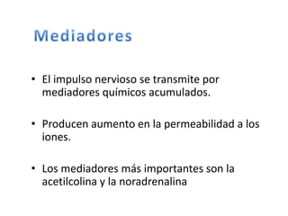 • El impulso nervioso se transmite por
mediadores químicos acumulados.
• Producen aumento en la permeabilidad a los
iones.
• Los mediadores más importantes son la
acetilcolina y la noradrenalina
 