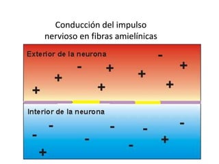 Conducción del impulso
nervioso en fibras amielínicas
 