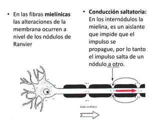 • En las fibras mielínicas
las alteraciones de la
membrana ocurren a
nivel de los nódulos de
Ranvier
• Conducción saltatoria:
En los internódulos la
mielina, es un aislante
que impide que el
impulso se
propague, por lo tanto
el impulso salta de un
nódulo a otro.
 