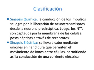 Clasificación
 Sinapsis Química: la conducción de los impulsos
se logra por la liberación de neurotransmisores
desde la neurona presináptica. Luego, los NT’s
son captados por la membrana de las células
postsinápticas a través de receptores.
 Sinapsis Eléctrica: se lleva a cabo mediante
uniones en hendidura que permiten el
movimiento de iones entre células, permitiendo
así la conducción de una corriente eléctrica
 