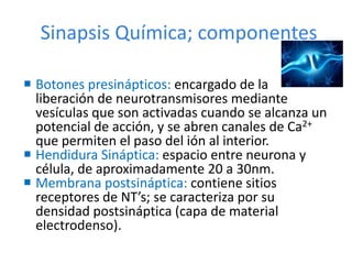 Sinapsis Química; componentes
 Botones presinápticos: encargado de la
liberación de neurotransmisores mediante
vesículas que son activadas cuando se alcanza un
potencial de acción, y se abren canales de Ca2+
que permiten el paso del ión al interior.
 Hendidura Sináptica: espacio entre neurona y
célula, de aproximadamente 20 a 30nm.
 Membrana postsináptica: contiene sitios
receptores de NT’s; se caracteriza por su
densidad postsináptica (capa de material
electrodenso).
 
