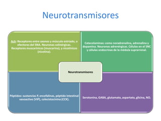 Neurotransmisores
Ach: Receptores entre axones y músculo estriado, o
efectores del SNA. Neuronas colinérgicas.
Receptores muscarínicos (muscarina), y nicotínicos
(nicotina).
Catecolaminas: como noradrenalina, adrenalina y
dopamina. Neuronas adrenérgicas. Células en el SNC
y células endocrinas de la médula suprarrenal.
Péptidos: sustancias P, encefalinas, péptido intestinal
vasoactivo (VIP), colecistocinina (CCK).
Serotonina, GABA, glutamato, aspartato, glicina, NO.
Neurotransmisores
 
