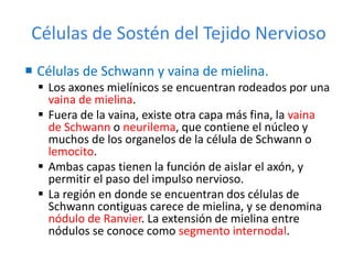 Células de Sostén del Tejido Nervioso
 Células de Schwann y vaina de mielina.
 Los axones mielínicos se encuentran rodeados por una
vaina de mielina.
 Fuera de la vaina, existe otra capa más fina, la vaina
de Schwann o neurilema, que contiene el núcleo y
muchos de los organelos de la célula de Schwann o
lemocito.
 Ambas capas tienen la función de aislar el axón, y
permitir el paso del impulso nervioso.
 La región en donde se encuentran dos células de
Schwann contiguas carece de mielina, y se denomina
nódulo de Ranvier. La extensión de mielina entre
nódulos se conoce como segmento internodal.
 