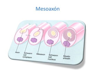 Mesoaxón
 