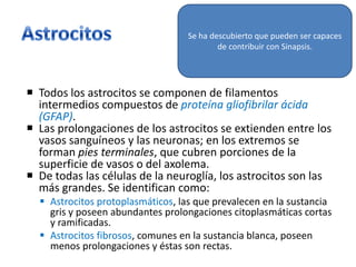  Todos los astrocitos se componen de filamentos
intermedios compuestos de proteína gliofibrilar ácida
(GFAP).
 Las prolongaciones de los astrocitos se extienden entre los
vasos sanguíneos y las neuronas; en los extremos se
forman pies terminales, que cubren porciones de la
superficie de vasos o del axolema.
 De todas las células de la neuroglía, los astrocitos son las
más grandes. Se identifican como:
 Astrocitos protoplasmáticos, las que prevalecen en la sustancia
gris y poseen abundantes prolongaciones citoplasmáticas cortas
y ramificadas.
 Astrocitos fibrosos, comunes en la sustancia blanca, poseen
menos prolongaciones y éstas son rectas.
Se ha descubierto que pueden ser capaces
de contribuir con Sinapsis.
 
