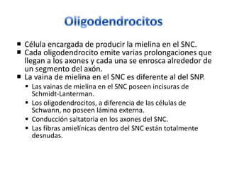  Célula encargada de producir la mielina en el SNC.
 Cada oligodendrocito emite varias prolongaciones que
llegan a los axones y cada una se enrosca alrededor de
un segmento del axón.
 La vaina de mielina en el SNC es diferente al del SNP.
 Las vainas de mielina en el SNC poseen incisuras de
Schmidt-Lanterman.
 Los oligodendrocitos, a diferencia de las células de
Schwann, no poseen lámina externa.
 Conducción saltatoria en los axones del SNC.
 Las fibras amielínicas dentro del SNC están totalmente
desnudas.
 