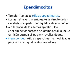  También llamadas células ependimarias.
 Forman el revestimiento epitelial simple de las
cavidades ocupadas por líquido cefalorraquídeo.
 A diferencia de los demás epitelios, los
ependimocitos carecen de lámina basal, aunque
también poseen cilios y microvellosidades.
 Plexo corideo: células ependimarias modificadas
para secretar líquido cefalorraquídeo.
 