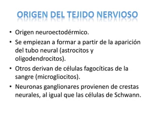 • Origen neuroectodérmico.
• Se empiezan a formar a partir de la aparición
del tubo neural (astrocitos y
oligodendrocitos).
• Otros derivan de células fagocíticas de la
sangre (microgliocitos).
• Neuronas ganglionares provienen de crestas
neurales, al igual que las células de Schwann.
 