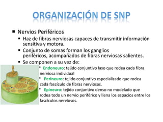  Nervios Periféricos
 Haz de fibras nerviosas capaces de transmitir información
sensitiva y motora.
 Conjunto de somas forman los ganglios
periféricos, acompañados de fibras nerviosas salientes.
 Se componen a su vez de:
▪ * Endoneuro: tejido conjuntivo laxo que rodea cada fibra
nerviosa individual
▪ * Perineuro: tejido conjuntivo especializado que rodea
cada fascículo de fibras nerviosas.
▪ * Epineuro: tejido conjuntivo denso no modelado que
rodea todo un nervio periférico y llena los espacios entre los
fascículos nerviosos.
 