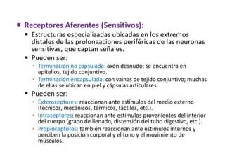  Receptores Aferentes (Sensitivos):
 Estructuras especializadas ubicadas en los extremos
distales de las prolongaciones periféricas de las neuronas
sensitivas, que captan señales.
 Pueden ser:
▪ Terminación no capsulada: axón desnudo; se encuentra en
epitelios, tejido conjuntivo.
▪ Terminación encapsulada: con vainas de tejido conjuntivo; muchas
de ellas se ubican en piel y cápsulas articulares.
 Pueden ser:
▪ Exteroceptores: reaccionan ante estímulos del medio externo
(técnicos, mecánicos, térmicos, táctiles, etc.).
▪ Intraceptores: reaccionan ante estímulos provenientes del interior
del cuerpo (grado de llenado, distensión del tubo digestivo, etc.).
▪ Propioceptores: también reaccionan ante estímulos internos y
perciben la posición corporal y el tono y el movimiento de
músculos.
 