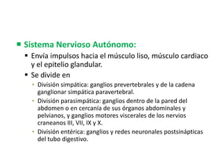  Sistema Nervioso Autónomo:
 Envía impulsos hacia el músculo liso, músculo cardiaco
y el epitelio glandular.
 Se divide en
▪ División simpática: ganglios prevertebrales y de la cadena
ganglionar simpática paravertebral.
▪ División parasimpática: ganglios dentro de la pared del
abdomen o en cercanía de sus órganos abdominales y
pelvianos, y ganglios motores viscerales de los nervios
craneanos III, VII, IX y X.
▪ División entérica: ganglios y redes neuronales postsinápticas
del tubo digestivo.
 