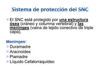  El SNC está protegido por una estructura
ósea (cráneo y columna vertebral) y las
meninges (vaina de tejido conectivo de triple
capa).
 Duramadre
 Aracnoides
 Piamadre
 Líquido Cefalorraquídeo
 