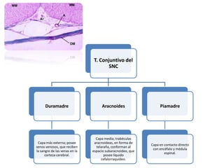 T. Conjuntivo del
SNC
Duramadre
Capa más externa; posee
senos venosos, que reciben
la sangre de las venas en la
corteza cerebral.
Aracnoides
Capa media; trabéculas
aracnoideas, en forma de
telaraña, conforman al
espacio subaracnoideo, que
posee líquido
cefalorraquídeo.
Piamadre
Capa en contacto directo
con encéfalo y médula
espinal.
 