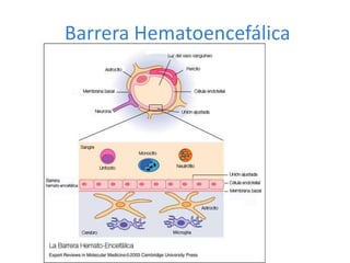 Barrera Hematoencefálica
 