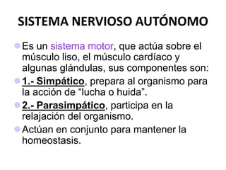 Es un sistema motor, que actúa sobre el
músculo liso, el músculo cardíaco y
algunas glándulas, sus componentes son:
1.- Simpático, prepara al organismo para
la acción de “lucha o huida”.
2.- Parasimpático, participa en la
relajación del organismo.
Actúan en conjunto para mantener la
homeostasis.
SISTEMA NERVIOSO AUTÓNOMO
 