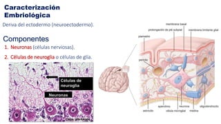 Neuroectodermo Biologia celular y tisular Tejido Nervioso 2025.pdf